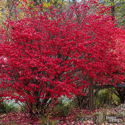 Sumac: A colorful shrub that excels in low-light situations. Colorful Shrubs, Shade Shrubs, Shade Perennials, Garden Shrubs, Have Inspiration, Woodland Garden, Flowering Shrubs, Shade Plants, Small Trees