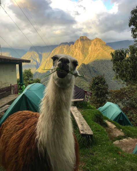 Who’s ready for the tea on Cusco? 🍵 One of The Rife Guide’s favorite cities for food, animals and outdoor activities. Tomorrow’s article features all the inspo you need before visiting the pearl of Peru! 🇵🇪 • Click the link in our bio to sign up for our weekly Tuesday articles. We promise they are as cool as Cusco! 😏 • www.therifeguide.com #therifeguide #cusco #peru #andesmountains #trekking #incatrail #machupicchu #llamas #wayout Backpacking South America, Backpacking Asia, Cusco Peru, Peru Travel, South America Travel, Machu Picchu, Travel Scrapbook, Nature Girl, The Pearl