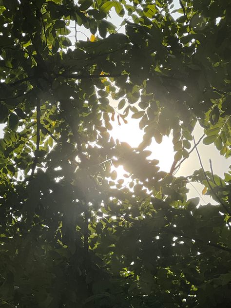 trees, sun, nature, light, sunlight, leaves, leaf, green Natural Sunlight Aesthetic, Sunlight Through Trees Painting, Sun Shadow Aesthetic, Sun Through Leaves, Sun Light Aesthetic, Light Through Leaves, Sunlight Through Leaves, Light Through Trees, Monochromatic Nature