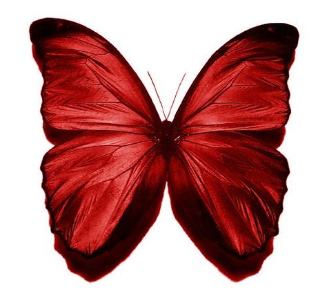 “Butterfly” I See Red, Simply Red, Butterflies Flying, Red Butterfly, Butterfly Kisses, Red Boho, Butterfly Wallpaper, Butterfly Art, Happy Colors