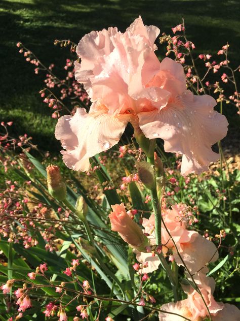 Early Evening, Early June.  Photo by Kristine Gazzo Evening Aesthetic, Early Evening, Plants, Flowers