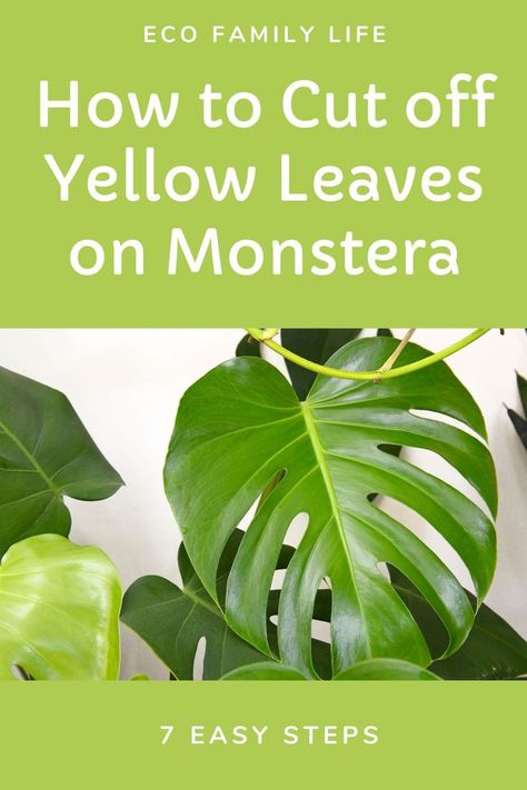 Cut yellow leaves off monstera using sharp and clean secateurs. Wear gloves and long sleeves to protect your skin and trim off the leaf ½ an inch from the base of the stem. Cut the leaf at a 45 degree angle to make it less likely that water will sit on the cut. Monstera Plant Care, Chicken Manure, Monstera Plant, Photosynthesis, Yellow Leaves, Plant Needs, Plant Food, Monstera Leaf, The Leaf