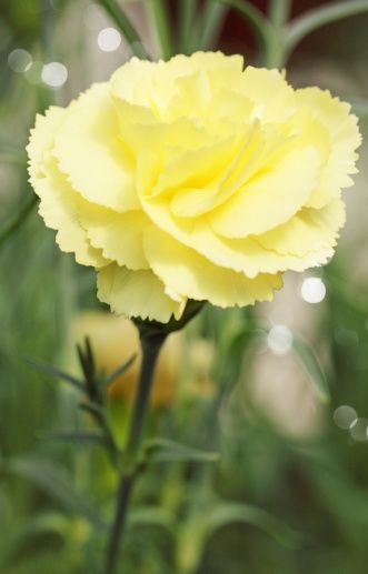 Carnation yellow- the flower of friendship Carnation Flower Meaning, Dianthus Flowers, Yellow Carnations, Muted Yellow, List Of Flowers, Flower Guide, Flower Meanings, Flower Arrangements Simple, Carnation Flower