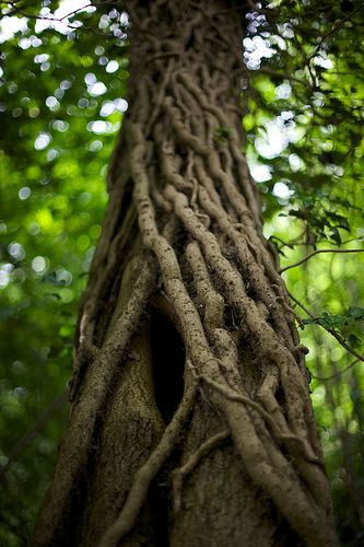 Tree Spirit, Old Trees, The Trunk, Unique Trees, Tree Roots, Big Things, Tree Hugger, Nature Tree, Tree Forest