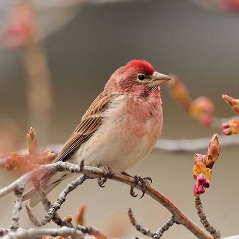 Cassins Finch, Finch Aesthetic, Finch Photography, Hawfinch, Chaffinch, Finches Bird, Animal Reference, Bullfinch, Finches