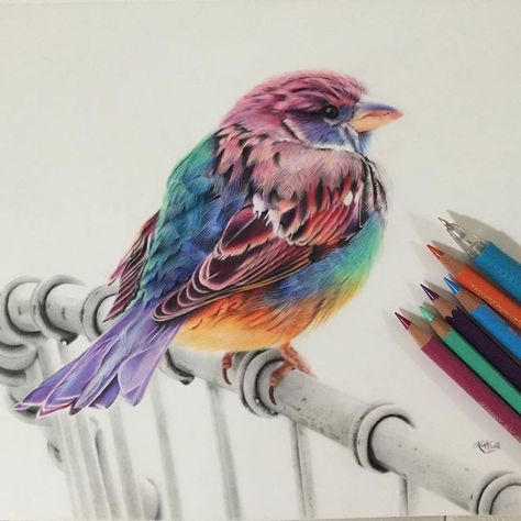 Bird color pencil drawing by karenhullart. Read full article: https://webneel.com/daily/bird-color-pencil-drawing-karenhullart more https://webneel.com/bird-drawings | Follow us www.pinterest.com/webneel Pencil Drawing Tutorials, Realistic Pencil Drawings, Colored Pencil Artwork, Caran D'ache, Book Drawing, Colored Pencil Drawing, Coloured Pencils, Color Pencil Art, Color Pencil