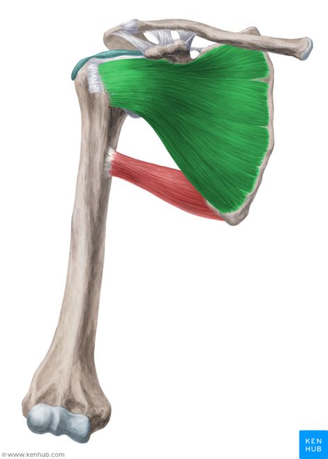 Subscapularis muscle (Musculus subscapularis) Subscapularis Muscle, Infraspinatus Muscle, Punkty Spustowe, Skeleton Muscles, Shoulder Anatomy, Human Muscle Anatomy, Sports Massage Therapy, Human Body Anatomy, Muscle Anatomy