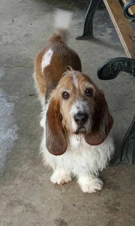 Basset Dog, Basset Puppies, Petit Basset Griffon Vendeen, Basset Hound Puppy, Hound Puppies, Basset Hound Dog, Bassett Hound, Basset Hounds, Beagle Puppy