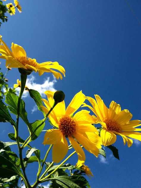 Yellow flower in blue sky Larisa Core, Yellow Blue Flowers, Blue And Yellow Flowers Wallpaper, Yellow Flower Field Aesthetic, Pale Yellow Flowers Aesthetic, Yellow Flowers Blue Sky, Vsco Pictures, Nature Plants, Yellow Aesthetic