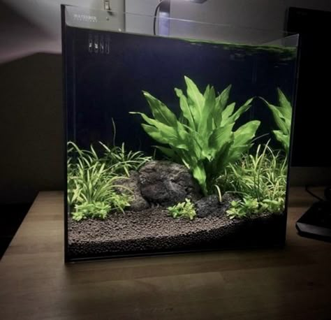 Aquriam Fish, Cool Fish Tank Decorations, Tanaman Air, Fish Aquarium Decorations, Fish Tank Themes, Freshwater Aquarium Plants, Taman Air, Amazing Aquariums, Fish Tank Terrarium