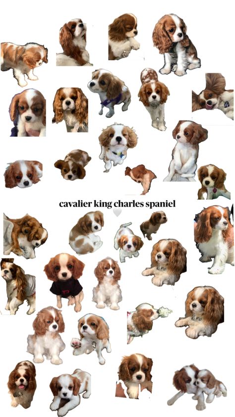 🤍🤍🤍🤍🤍🤍🤍🤍🤍🤍🤍🤍🤍 Cocker Spaniel Puppies King Charles, King Spaniel, Cavalier King Charles Dog, King Charles Dog, King Charles Cavalier Spaniel Puppy, Super Cute Puppies, Cocker Spaniel Puppies, Very Cute Dogs, Spaniel Puppies