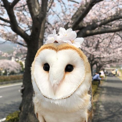 Moon Wolf, Barn Owls, Animal Images, Owl Pictures, Blossom Tree, Pretty Animals, Silly Animals, Cherry Blossom Tree, Cute Wild Animals