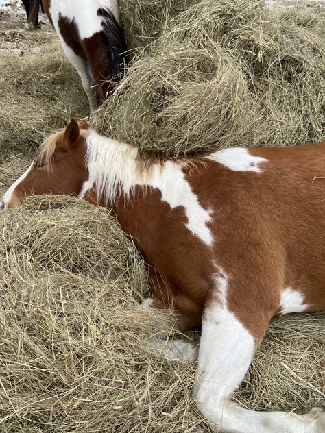 Heartless By Elsie Silver, Piebald Horse, Cade Eaton, Feeding Horses, Horses Aesthetic, Farm Horses, Elsie Silver, Aesthetic Heart, Horse Heart