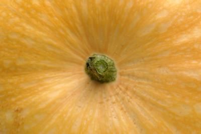 When To Pick Pumpkins, Halloween Pumpkin Recipes, Low Sugar Cakes, Cut Pumpkin, Best Air Purifying Plants, Garden Problems, Fresh Pumpkin, Growing Pumpkins, Food Substitutions