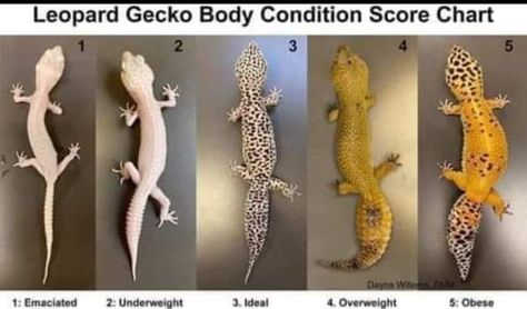 Leopard Gecko Funny, Leopard Gecko Cage, Leopard Gecko Diy, Cute Animal Videos Funny, Gecko Cage, Pet Gecko, Leopard Gecko Cute, Leopard Gecko Habitat, Leopard Gecko Tank