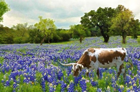 Texas Spring, Texas Living, Longhorn Cattle, Texas Bluebonnets, Texas Hills, Loving Texas, Texas History, Cow Art, Texas Travel