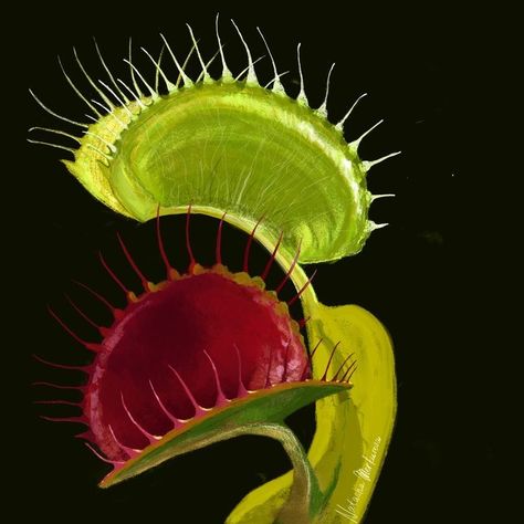 Venus Flytrap Plant, Single Page Website, Trap Art, Venus Flytrap, Weird Plants, Plant Fungus, Fungal Nail, Fly Trap, Venus Fly Trap