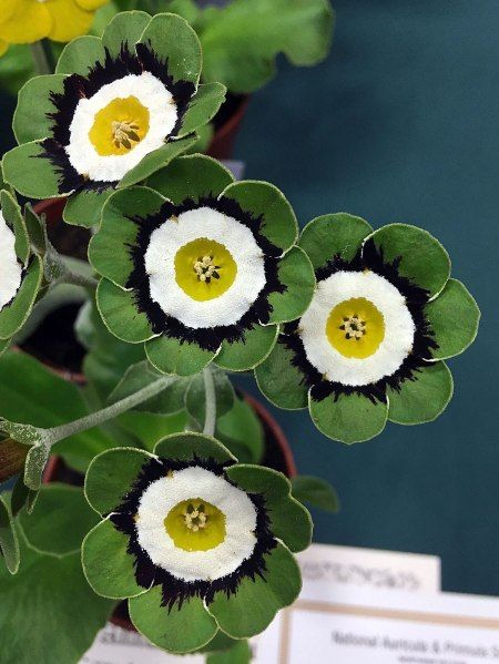 Auricula Theatre, Primula Auricula, Strange Flowers, Plant Fungus, Prize Winning, Unusual Plants, Unusual Flowers, Pretty Plants, Exotic Flowers