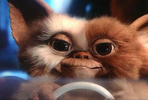 Gremlins is a horror film in which a boy inadvertently sets a small army of monsters loose on a town. Most of all, it features Gizmo, who is so cute. He was the Furby before Furby existed. Love that Gizmo. Back In My Day, Gremlins, The Good Old Days, Great Movies, Exotic Pets, Childhood Memories, Good Movies, Music Book, Cute Animals