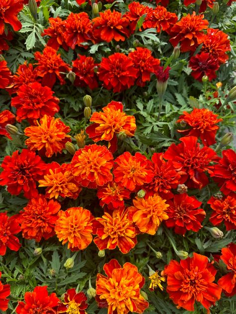 A picture of a bunch of marigolds named “Strawberry Blonde.” Flower Aesthetic Orange, Helia Core, Red Marigold, Container Recipes, Red Flower Wallpaper, Marigold Wedding, Chemical Compounds, Spider Bites, Aesthetic Orange