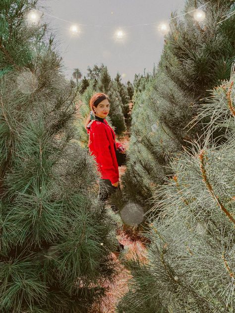 Christmas Tree Farm Photoshoot woman wearing red sweater - 5 Creative Christmas Photoshoot Ideas to Try This Season    Palm Trees Creative Christmas Photoshoot, Christmas Tree Farm Photoshoot, Tree Farm Photoshoot, Farm Senior Pictures, Tree Farm Photo Shoot, Christmas Tree Farm Photo Shoot, Blogger Photoshoot, Farm Photoshoot, Christmas Photoshoot Ideas