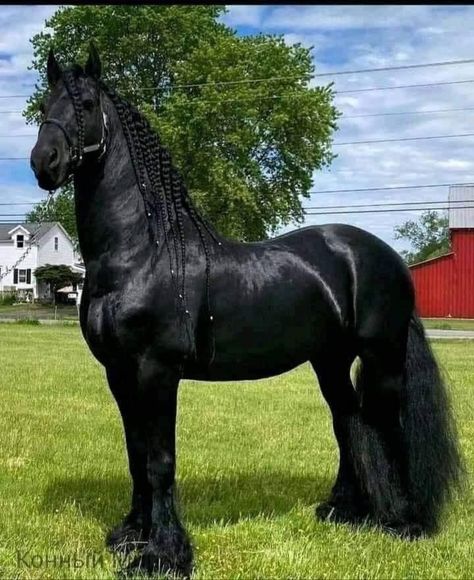 (*) @adamshelen's post on Minds | Minds Rare Horses, Stallion Horses, Beautiful Horse Pictures, Big Horses, Horse Aesthetic, Black Horses, Most Beautiful Horses, Friesian Horse, Majestic Horse