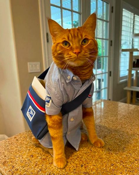 The most adorable mailman EVER!!! 😻 Employee Of The Month, Cute Cat Memes, Cheezburger Cat, Cat Stories, Funny Pets, Animals Funny, Dog Biting, Funny Cat Memes, Cute Cats And Dogs