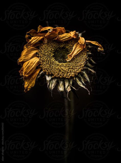 Decay Art, Billy Kidd, Wilted Flowers, Growth And Decay, Still Life Photos, Floral Photography, A Level Art, Natural Forms, Pics Art