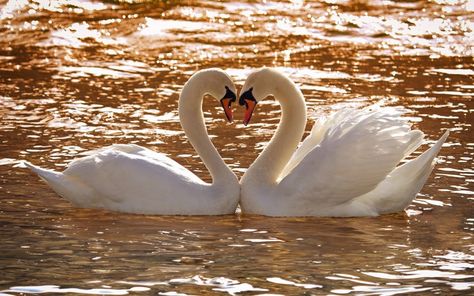 Swan Love, Greek Pantheon, Mute Swan, Paper Wall Hanging, Wall Hanging Crafts, Love Shape, Pictures Of The Week, Tattoo Sleeve Designs, Diy Clay Crafts