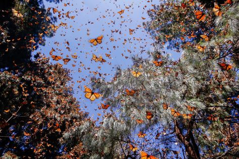 The Vanishing Flights of the Monarch Butterfly | The New Yorker Sydney + Core + Aesthetic, Butterfly Migration, 1366x768 Wallpaper Hd, Keystone Species, Pc Wallpapers, Desktop Wallpaper Art, Monarch Butterflies, Mac Wallpaper, The Vanishing