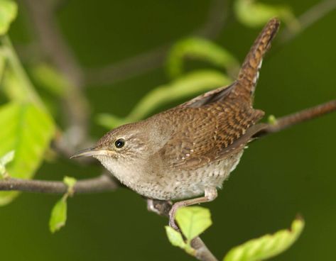 House Wren, Wren House, Wren Bird, Song Sparrow, Porch Planters, House Sparrow, Bird Boxes, Bird Watcher, Bird Drawings