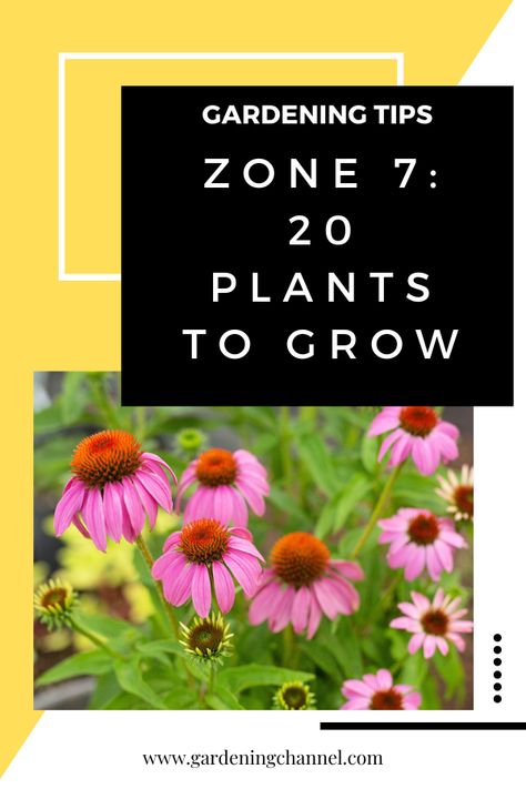 conflowers with text overlay gardening tips zone seven twenty plants to grow Zone 7b Landscape Design, Zone 7b Plants, Zone 7 Flower Garden, Zone 7 Gardening Flowers, Plants For Zone 7 Landscapes, Zone 7b Perennials, Zone 7 Plants, Zone 7 Garden, Planting Zones