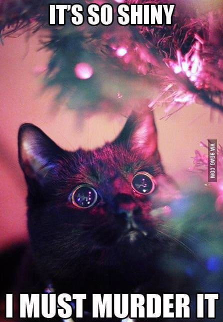 It's so shiny - 9GAG Black Cat Memes, Christmas Cat Memes, Meme Chat, Gatos Cool, Christmas Memes Funny, Funny Christmas Pictures, Christmas Memes, Cat Holidays, Animal Cat