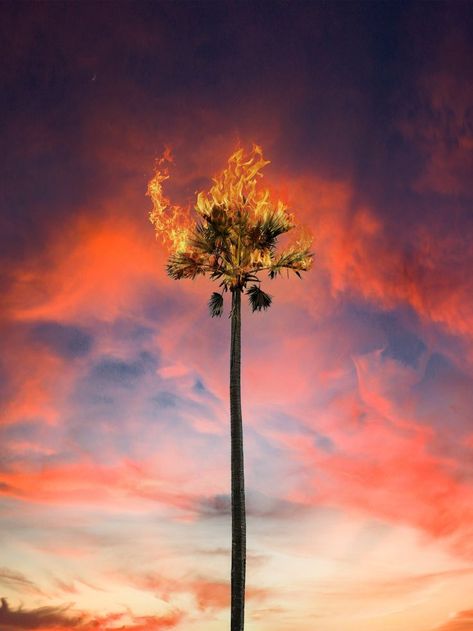 Tree On Fire, On Fire, Palm Tree, Palm Trees, Lamp Post, Photoshop, Celestial Bodies