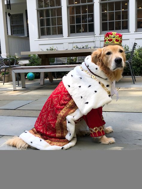 Male Dog Outfits, Diy Dog Halloween Costumes For Big Dogs, Large Dog Halloween Costumes, Dog Costumes Big Dogs, Big Dog Costumes Halloween, Big Dog Halloween Costumes, Funny Big Dog Costumes, Big Dog Costumes, Dog Custumes