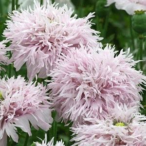 Pompom Poppy Lilac - Annual Flower Seeds Breadseed Poppy, Annual Flowers, Poppy Seeds, Lilac Flowers, Flower Farm, The Grass, Flower Seeds, Dream Garden, Cottage Garden