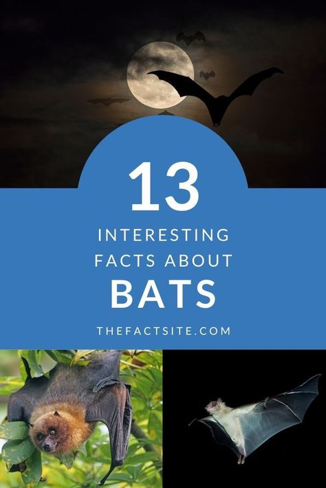 Over 1,200 species of bats are known across the world. These bats are split into two main groups being large or small. They get a bad reputation for living in caves and spreading viruses but they are an incredible mammal. We've come together to find 13 totally awesome facts all about them that'll make you appreciate them more. Come take a read! #TheFactSite #Facts #Mammals #Bats #Halloween #Animals #AnimalFacts #Vampires Bats Science Activities, Bat Facts Preschool, Bat Curriculum, Terrifying Horror Movies, Bat Informational Writing, Bats Science, Facts About Bats, Bumblebee Bat, Hoc Summer