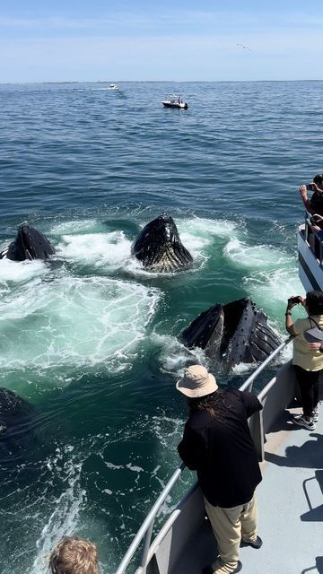 CAPT. JOHN BOATS on Instagram: "Patience is the name of the whale watching game. This week, we were floating in neutral when these 5 humpback whales decided to feed next to us and give us an up close look at the magic of bubble net feeding!  The group included well-known individuals: Bounce, Ravine, Sanchal, Pleats, and Crown! 🐋🌊   *We wanted to make sure to note that engines were in neutral during this encounter. Captain John is a proud participant in Whale SENSE and follows responsible whale watching guidelines.   #WhaleWatch #FeedingFrenzy #whales #whalesofinstagram #capecod #visitma #breaching #whalewatching #massachusetts #marinebiology #captjohn #humpback #humpbackwhale #wildlife #wildlifeencounter #ocean #sea" Bubble Net, John Boats, Dream Boards, Lake Pictures, The Whale, Marine Biology, Humpback Whale, Whale Watching, Cape Cod