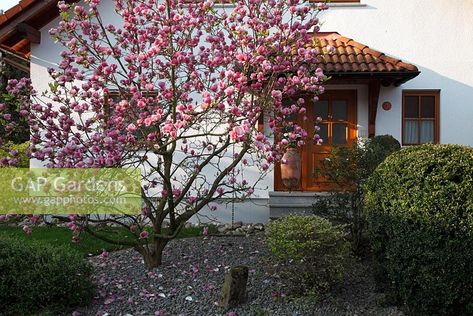 Magnolia Tree Front Yard, Tree Front Yard, Amelanchier Lamarckii Multi Stem, Amelanchier Alnifolia, Amelanchier Grandiflora Robin Hill, Gaura Siskiyou Pink, Magnolia Soulangeana, Magnolia Tree, Plant Zones