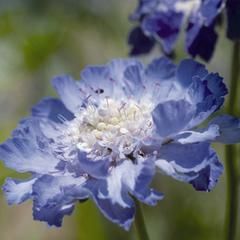 Scabiosa Fama Deep Blue Scabiosa Caucasica, Long Blooming Perennials, Drought Tolerant Perennials, Drought Resistant Plants, Cottage Garden Design, Blue Garden, Flower Spike, Flowers Bloom, Perennial Garden