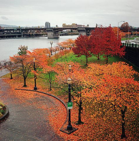 Downtown Portland Portland Oregon Photography, Oregon Aesthetic, Downtown Portland Oregon, Oregon Living, Oregon Photography, Oregon City, Downtown Portland, Fall Events, Oregon Travel