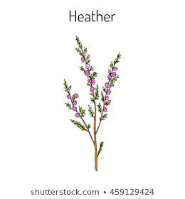 Heather Flowers Images, Stock Photos ... Heather Tattoos, Ivy Tattoos, Scottish Tattoos, Arrow Tattoos For Women, Hamsa Hand Tattoo, Botanical Vector, Calluna Vulgaris, Thistle Tattoo, Scottish Flowers