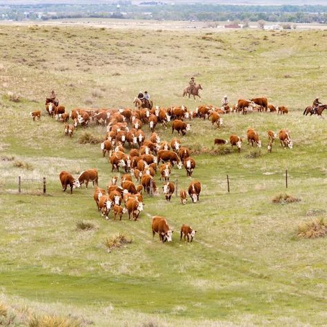 Cows Homestead, Homestead Knowledge, Farmall M, Herd Of Cows, Farm Livestock, Breeds Of Cows, Hereford Cows, Small Cow, Hereford Cattle