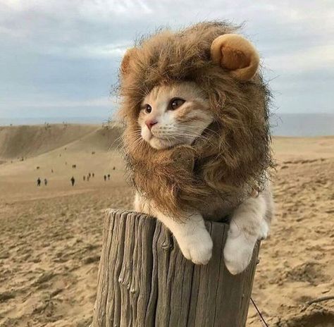 Call me Simba Cat Lion Costume, Lion Hat, Lion Cat, Lion Costume, Cat Halloween Costume, Baby Koala, Cute Lion, Lion Mane, Halloween Animals