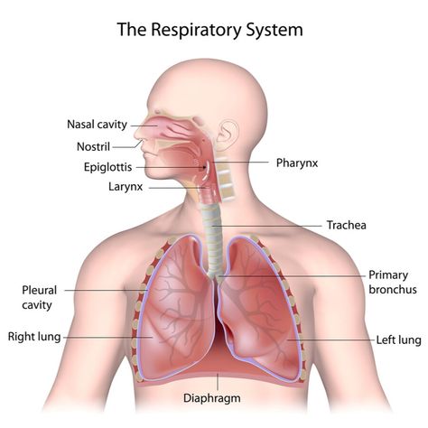 Anatomy & Physiology – Respiratory System A&P Overview - MBLEx Guide Respiratory System Anatomy, Human Body Bones, Interesting Health Facts, Human Respiratory System, Human Body Organs, Exam Guide, Human Anatomy And Physiology, Natural Pain Relief, Body Organs