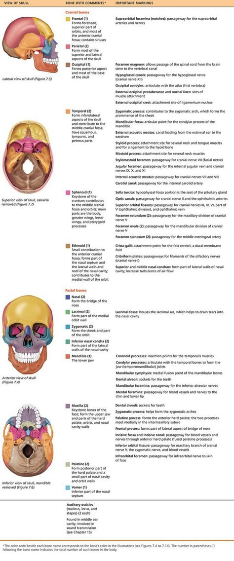 Cranial Bones, Bones Human, Anatomy Head, Axial Skeleton, Facial Bones, Skull Anatomy, Anatomy Bones, Dental Hygiene School, Craniosacral Therapy