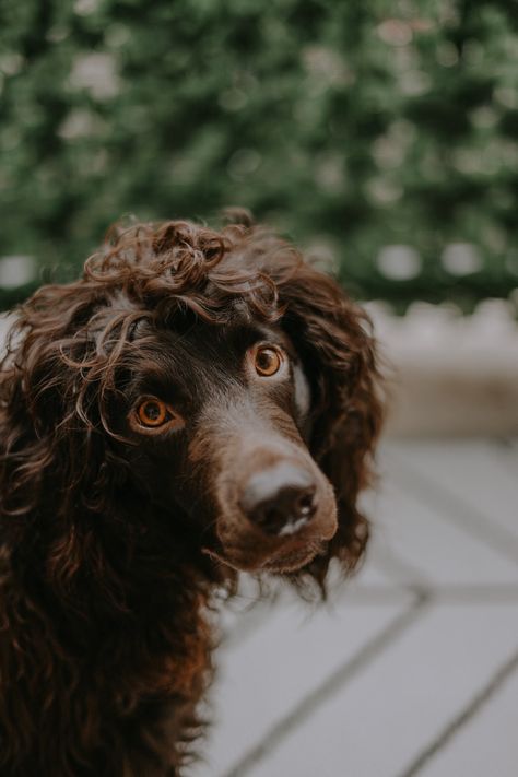 Boykin Spaniel Puppies, Small Sized Dogs, Boykin Spaniel, Spaniel Puppies, Dog Photo, Dog Photos, Hd Photos, Spaniel, Mammals