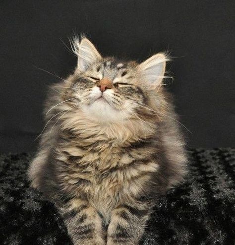 Db Cooper, Siberian Forest Cat, Siberian Forest, House Cat, Siberian Cat, Forest Cat, Norwegian Forest Cat, Big House, Kitty Kitty