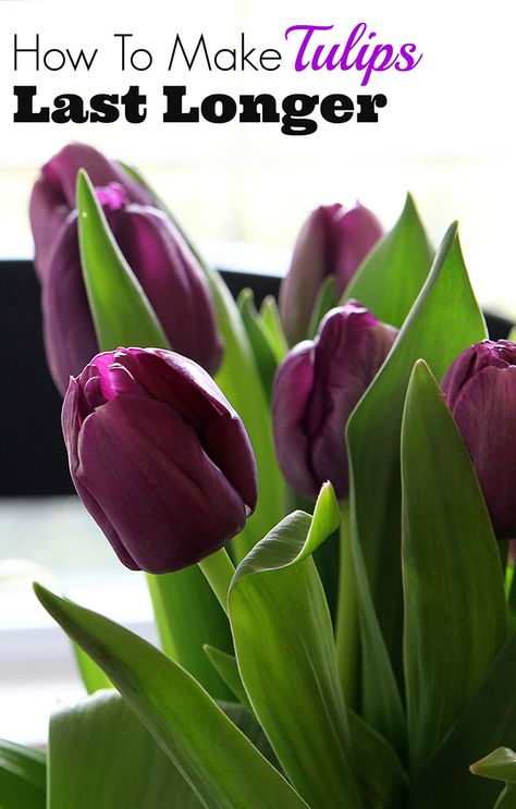 Tips on how to make your grocery store tulips last longer and stay perky. Nobody likes a droopy tulip for spring decorating! Tulip Care Indoor, Tulip Care, Flower Tips, Fresh Tulips, Spring Gardening, Spring Decorating, Tulips In Vase, Gardening Flowers, Garden Bulbs