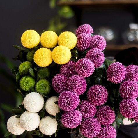 These all-round "ping pong" disbud chrysanthemums can be used for a modern look, or combined with other shapes in a traditional arrangement - available in-store now. . . . . #marketflowers #flowermarket #chrysanthemums #disbud #brisbaneflorist #flowersbrisbane #iloveflowers #flowersof instagram #modernflowers #floristry #flowersonline Pom Pom Chrysanthemum, Good Morning Monday, Market Flowers, Morning Monday, Greenhouse Plants, Plants Are Friends, Flower Installation, Line Flower, Chrysanthemum Flower